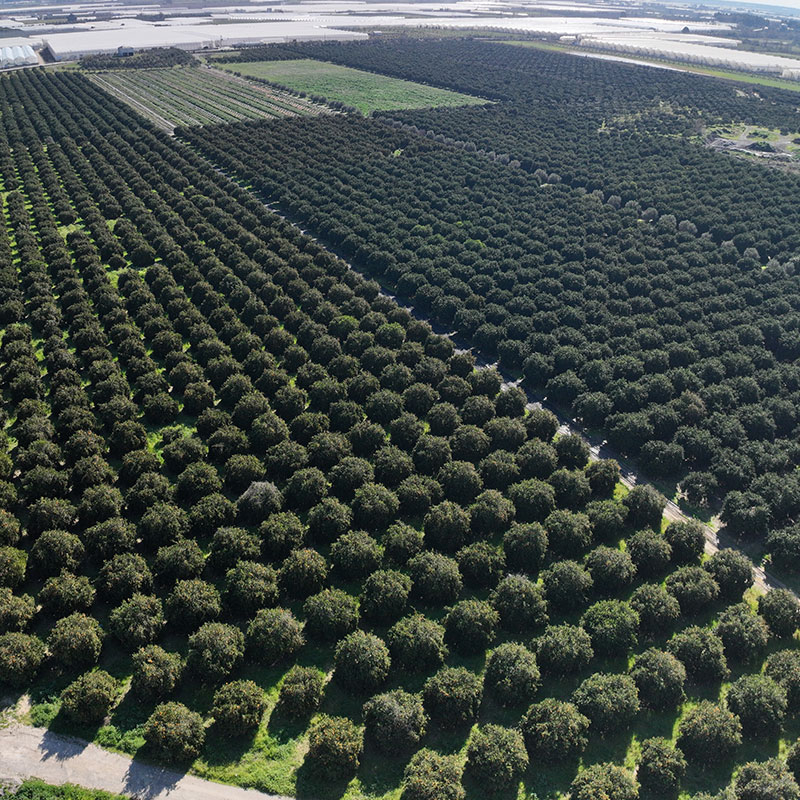 Süral Green Our Products