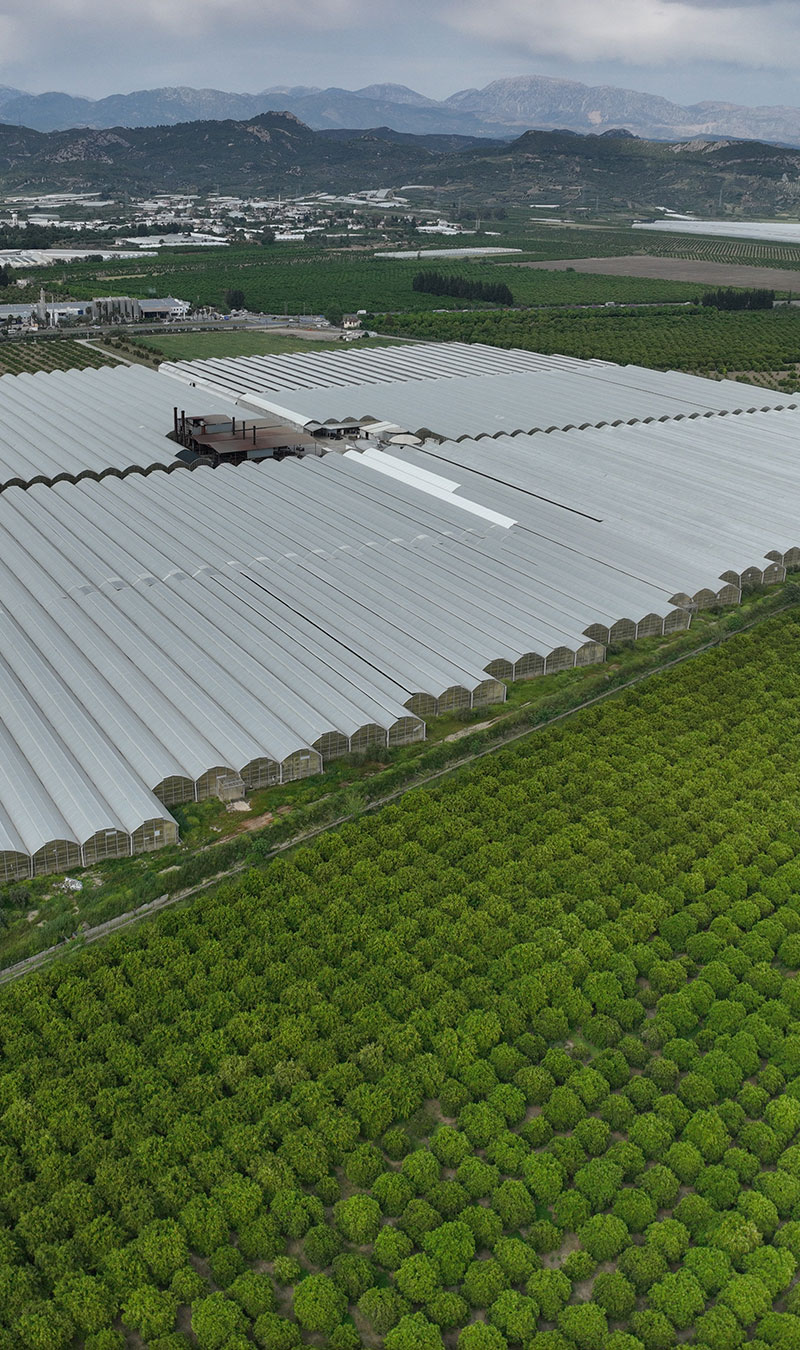 Süral Green Our Products