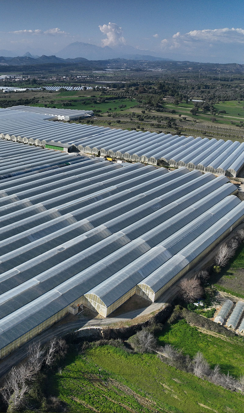 Süral Green Our Products